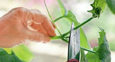 Jak správně štípat okurky na otevřeném poli a ve skleníku